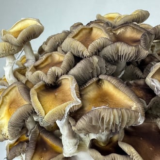 Ready-2-Grow Bag 'Golden Teacher' Zamnesia