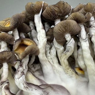 Ready-2-Grow Bag 'Golden Teacher' Zamnesia