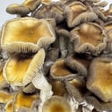 Ready-2-Grow Bag "Golden Teacher" Zamnesia