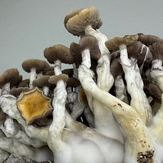 Ready-2-Grow Bag 'Golden Teacher' Zamnesia