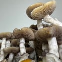 Ready-2-Grow Bag "Golden Teacher" Zamnesia