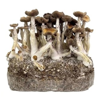 Ready-2-Grow Bag 'Golden Teacher' Zamnesia