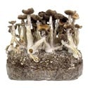 Ready-2-Grow Bag 'Golden Teacher' Zamnesia