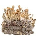 Ready-2-Grow Bag 'Golden Teacher' Zamnesia