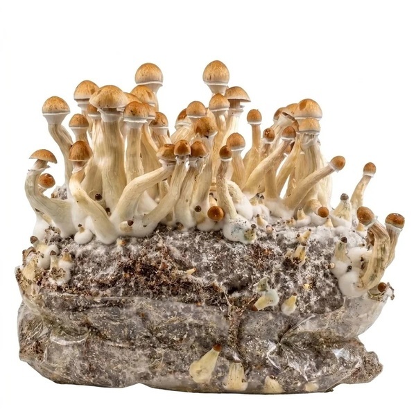 Ready-2-Grow Bag 'Golden Teacher' Zamnesia