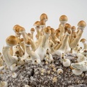 Ready-2-Grow Bag 'Golden Teacher' Zamnesia