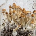 Ready-2-Grow Bag 'Golden Teacher' Zamnesia