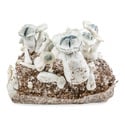 Ready-2-Grow Bag 'APE' Zamnesia