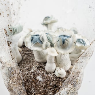 Ready-2-Grow Bag 'APE' Zamnesia