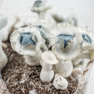 Ready-2-Grow Bag 'APE' Zamnesia