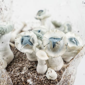 Ready-2-Grow Bag 'APE' Zamnesia