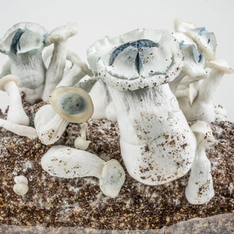 Ready-2-Grow Bag 'APE' Zamnesia