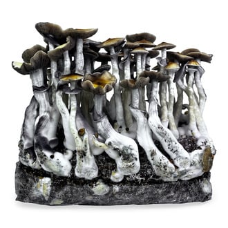 Ready-2-Grow Bag 'McKennaii' Zamnesia