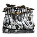 Ready-2-Grow Bag 'McKennaii' Zamnesia