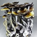 Ready-2-Grow Bag 'McKennaii' Zamnesia