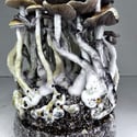 Ready-2-Grow Bag 'McKennaii' Zamnesia