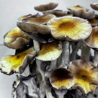 Ready-2-Grow Bag 'McKennaii' Zamnesia