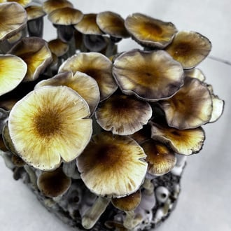 Ready-2-Grow Bag 'McKennaii' Zamnesia