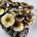 Ready-2-Grow Bag 'McKennaii' Zamnesia