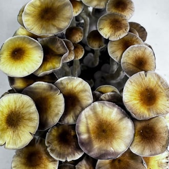 Ready-2-Grow Bag 'McKennaii' Zamnesia