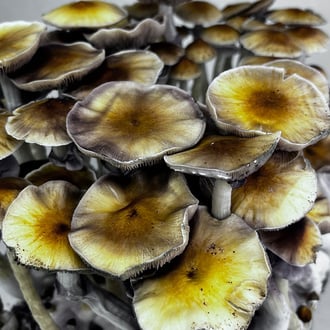 Ready-2-Grow Bag 'McKennaii' Zamnesia