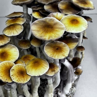 Ready-2-Grow Bag 'McKennaii' Zamnesia