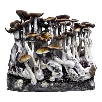Ready-2-Grow Bag 'McKennaii' Zamnesia