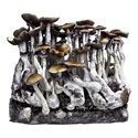 Ready-2-Grow Bag 'McKennaii' Zamnesia