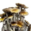 Ready-2-Grow Bag 'McKennaii' Zamnesia
