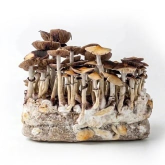 Ready-2-Grow Bag 'McKennaii' Zamnesia