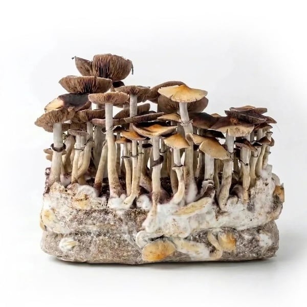 Ready-2-Grow Bag 'McKennaii' Zamnesia
