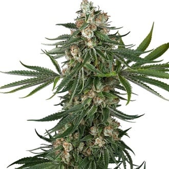 Fallout OG (White Label) féminisée