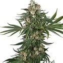 Fallout OG (White Label) féminisée