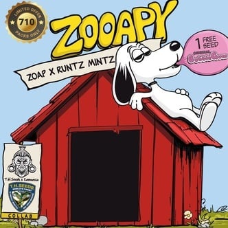 Zooapy (T.H. Seeds) féminisée