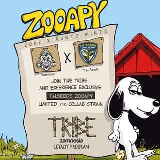 Zooapy (T.H. Seeds) féminisée
