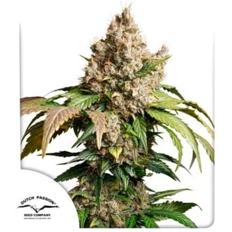 Auto Red Tropicana Cookies (Dutch Passion) féminisée