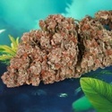 Auto Red Tropicana Cookies (Dutch Passion) féminisée