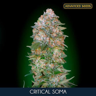 Critical Soma (Advanced Seeds) feminisée