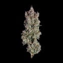 Shortcut (Happy Valley Genetics) féminisée