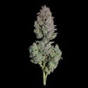 Easy Button (Happy Valley Genetics) féminisée