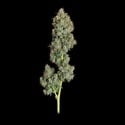 Everglades OG (Happy Valley Genetics) féminisée