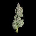 Pineapple Daddy (Happy Valley Genetics) féminisée