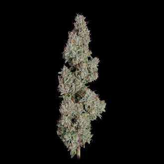 Pineapple Diesel Auto (Happy Valley Genetics) féminisée