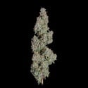 Pineapple Diesel (Happy Valley Genetics) féminisée