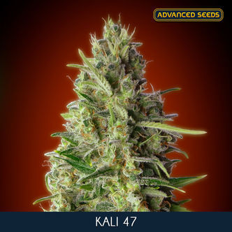 Kali 47 (Advanced Seeds) feminisée