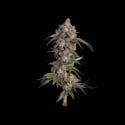 Game Over (Happy Valley Genetics) féminisée