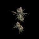 Knockout (Happy Valley Genetics) féminisée