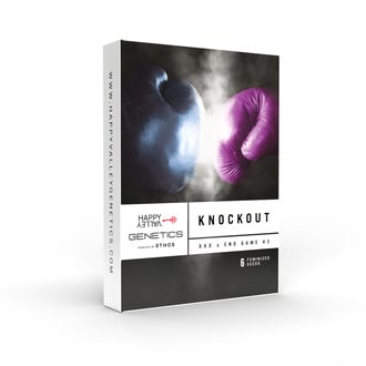 Knockout (Happy Valley Genetics) féminisée