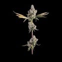 Overtime (Happy Valley Genetics) féminisée