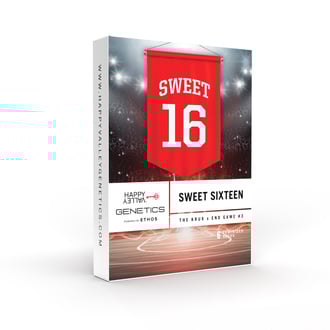 Sweet 16 (Happy Valley Genetics) féminisée